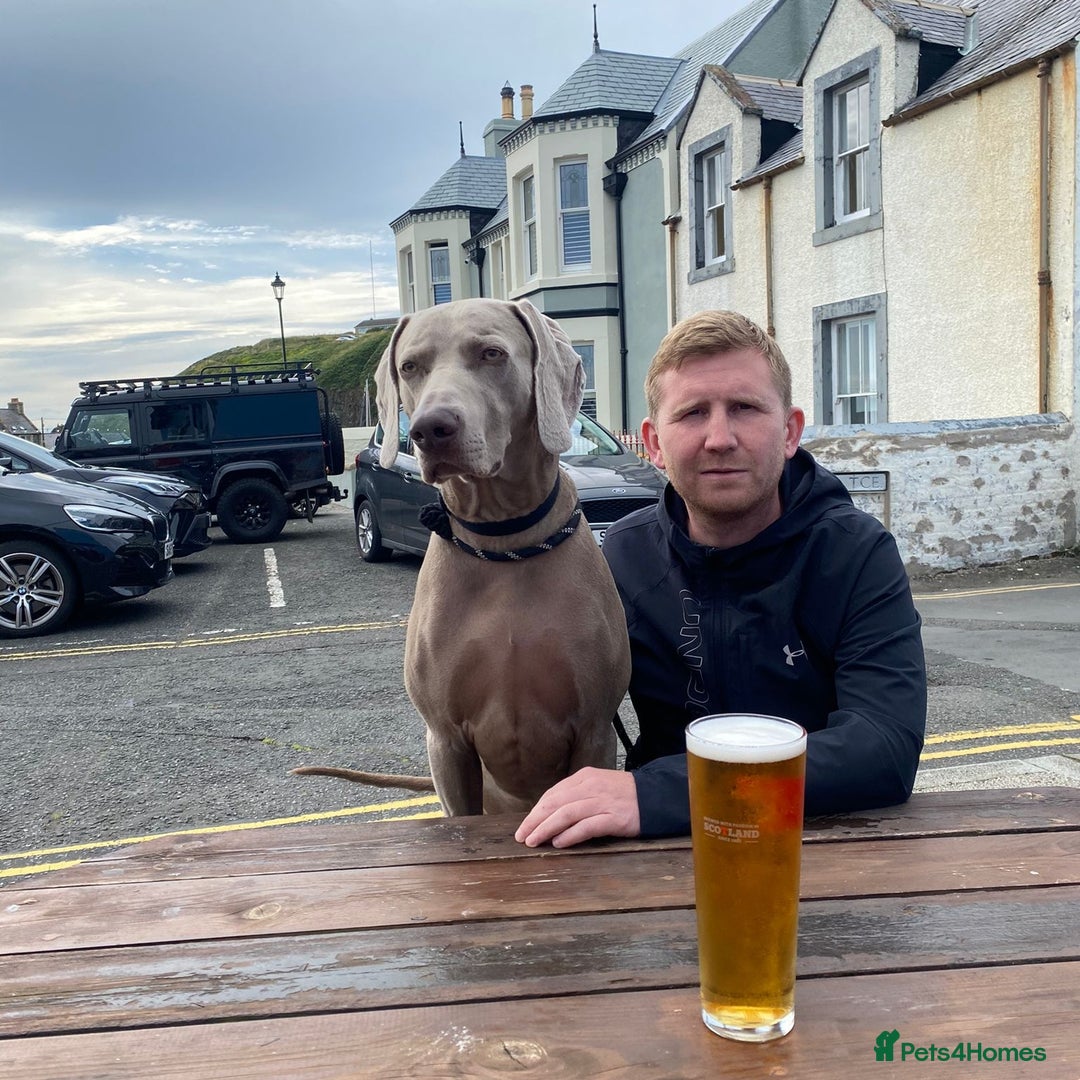 Weimaraner dogs for stud: GHOST Silver Weimeraner 3years Full Ped & Papers  - Image 11