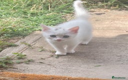 Turkish Angora cats for sale: Four beautiful kittens  - Image 13