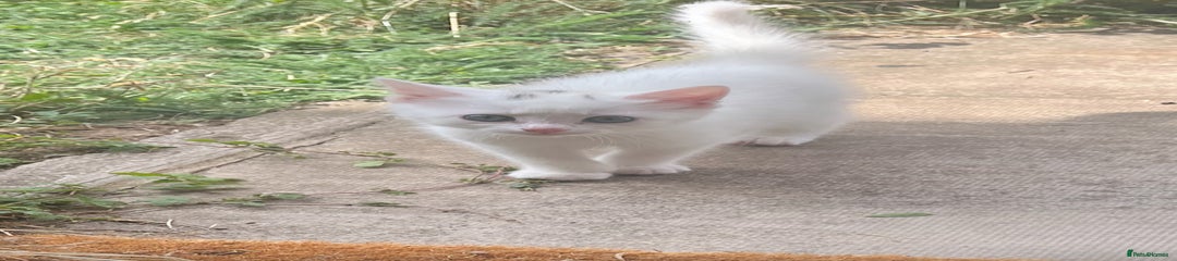 Turkish Angora Kitten 4