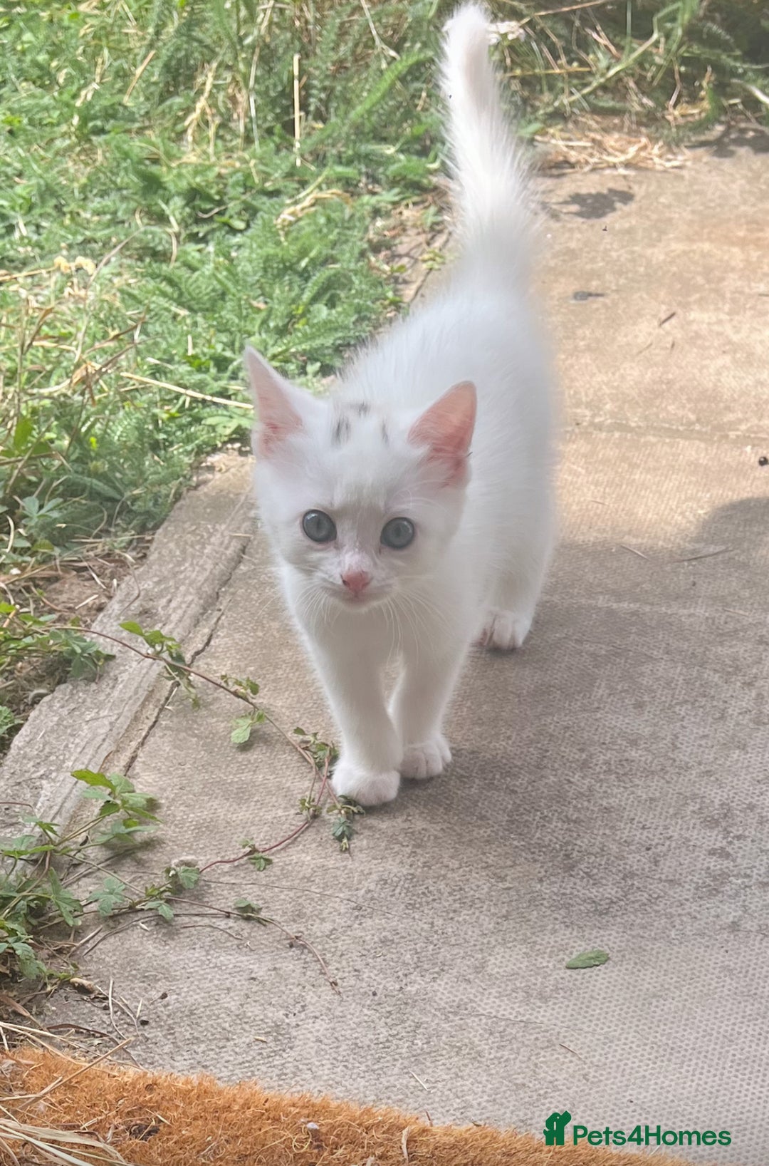 Turkish Angora cats for sale: Four beautiful kittens  - Image 13