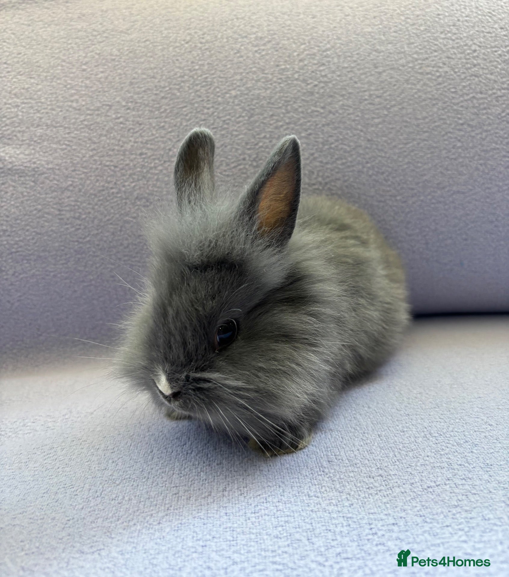 Lionhead rabbits 5 bunnies looking to be reserved - Advert 3