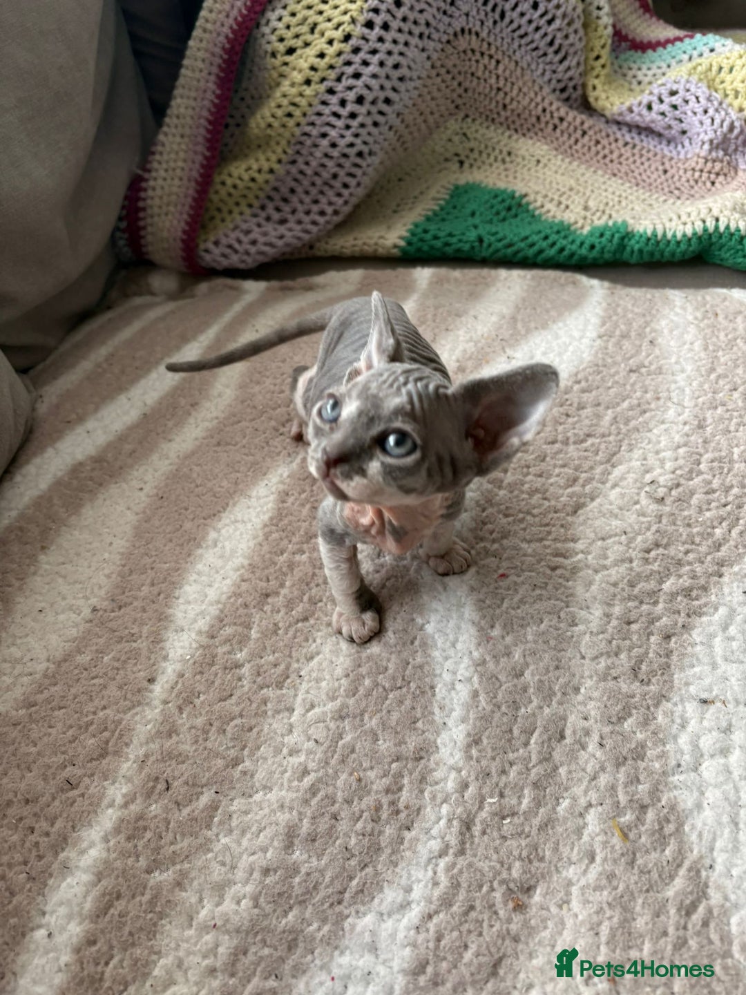 Sphynx cats for sale: Sphynx kitten £350 - £450 - Advert 7