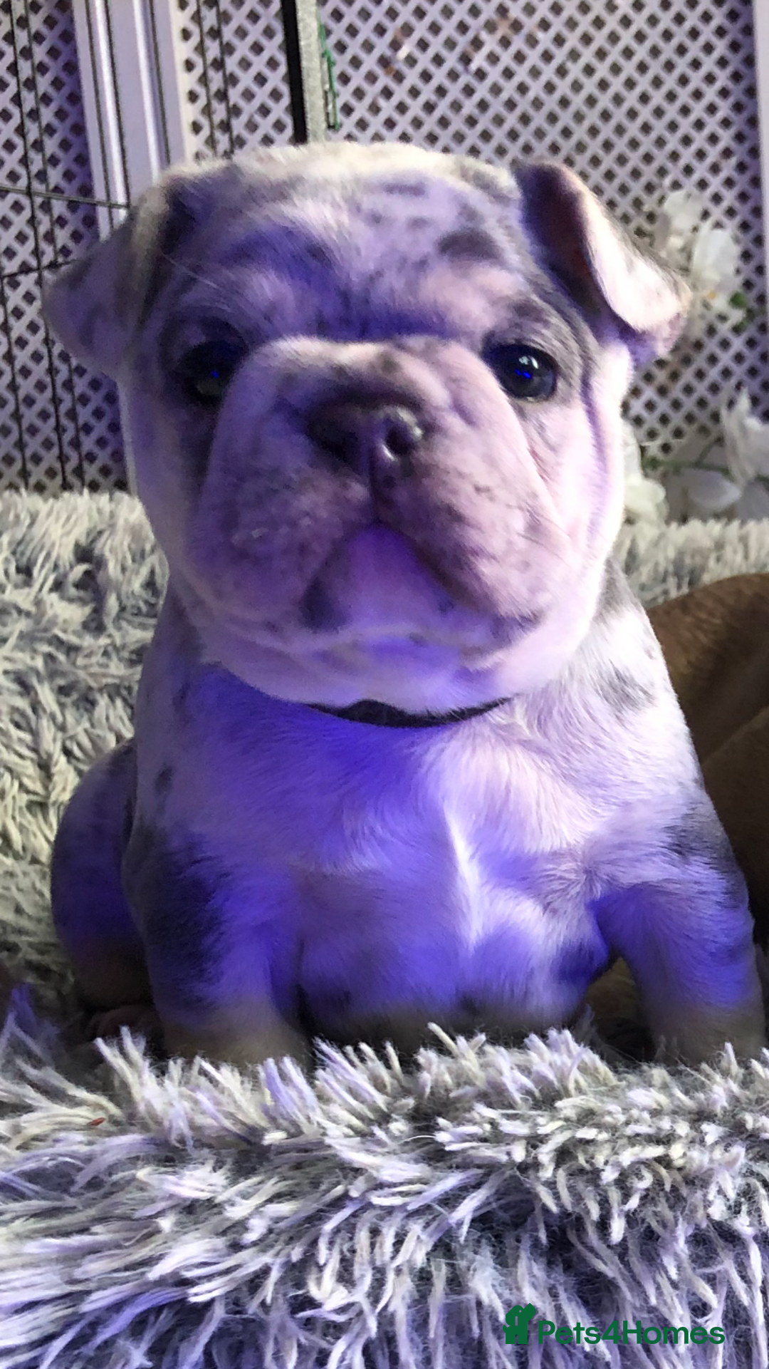 French Bulldog dogs for sale: Two boys  - Advert 5