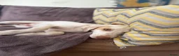 Mixed Breed dogs for adoption: Super Sweet Snowy - Advert 5