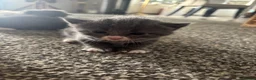 Mixed Breed cats for sale: 5 beautiful grey/blue kittens  - Advert 4