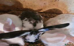 Belgian Hares rabbits for sale: 'Koda' chocolate&white butterfly Belgian Hare buck - Image 4