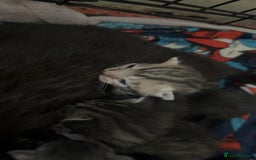 Mixed Breed cats for sale: 6 kittens looking for new homes  - Advert 5