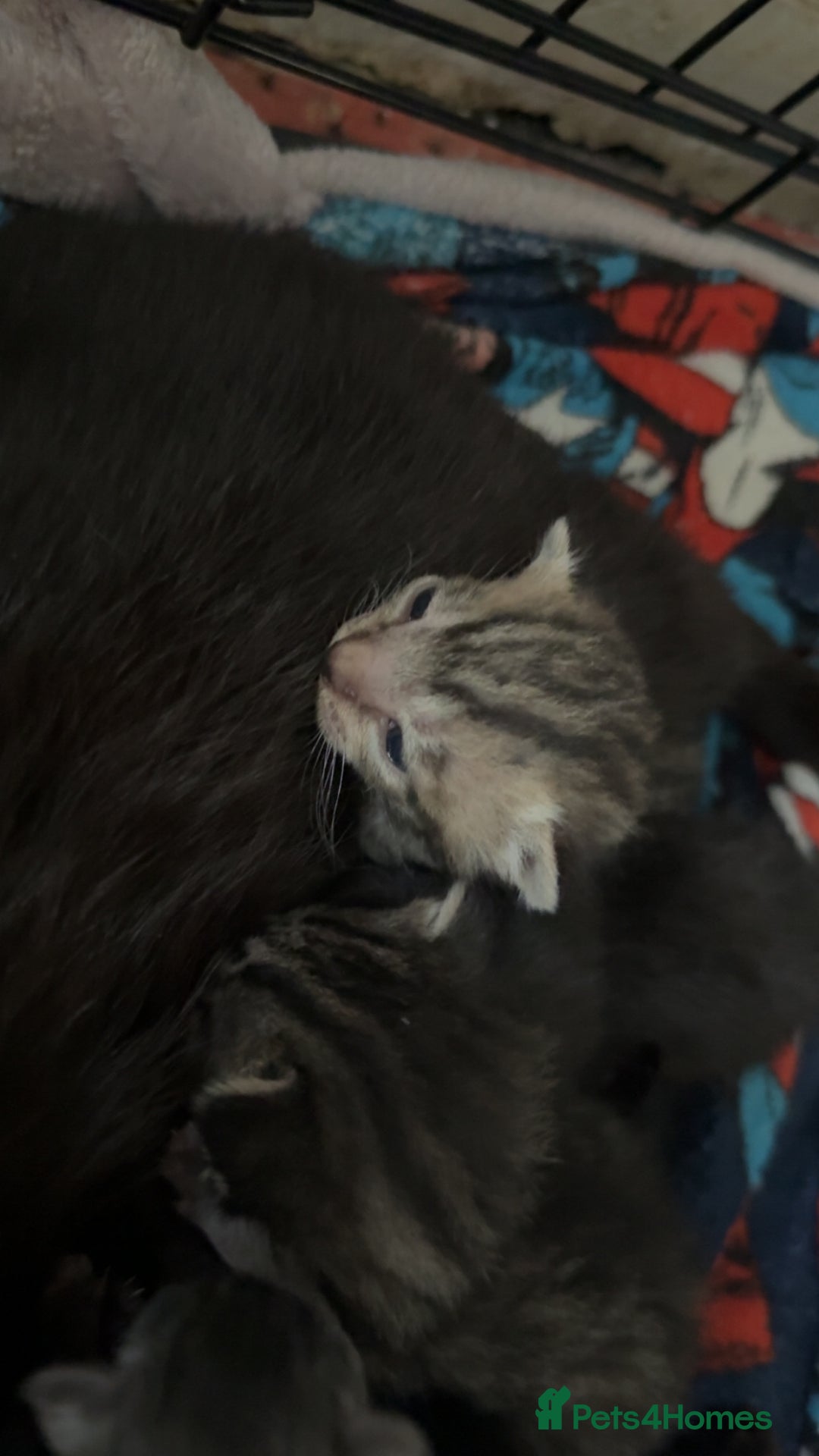 Mixed Breed cats for sale: 6 kittens looking for new homes  - Advert 5