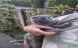Scottish Fold cats for sale: Scotish kittens  - Image 25