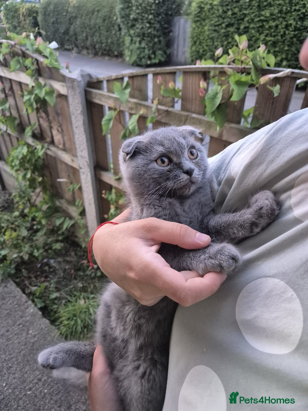 Scottish Fold cats for sale: Scotish kittens  - Image 25