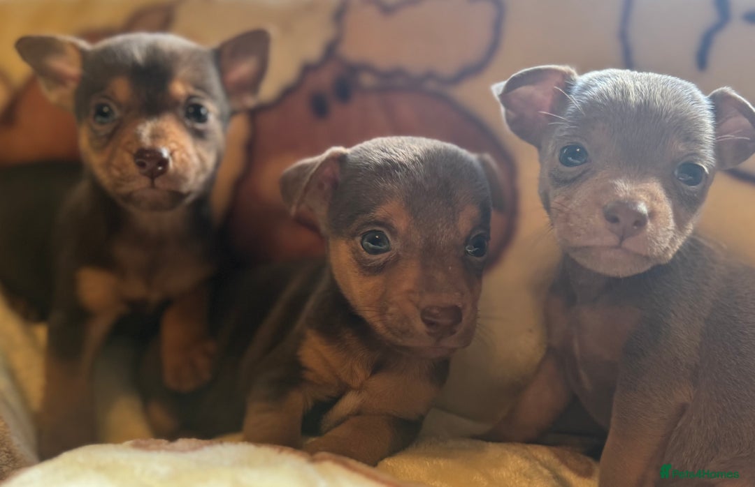 Jack Russell dogs for sale: Much Wenlock stunning miniature puppy  - Advert 16