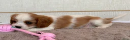 Cavalier King Charles Spaniel dogs for sale: Gorgeous Cavalier King Charles Puppies! - Advert 25