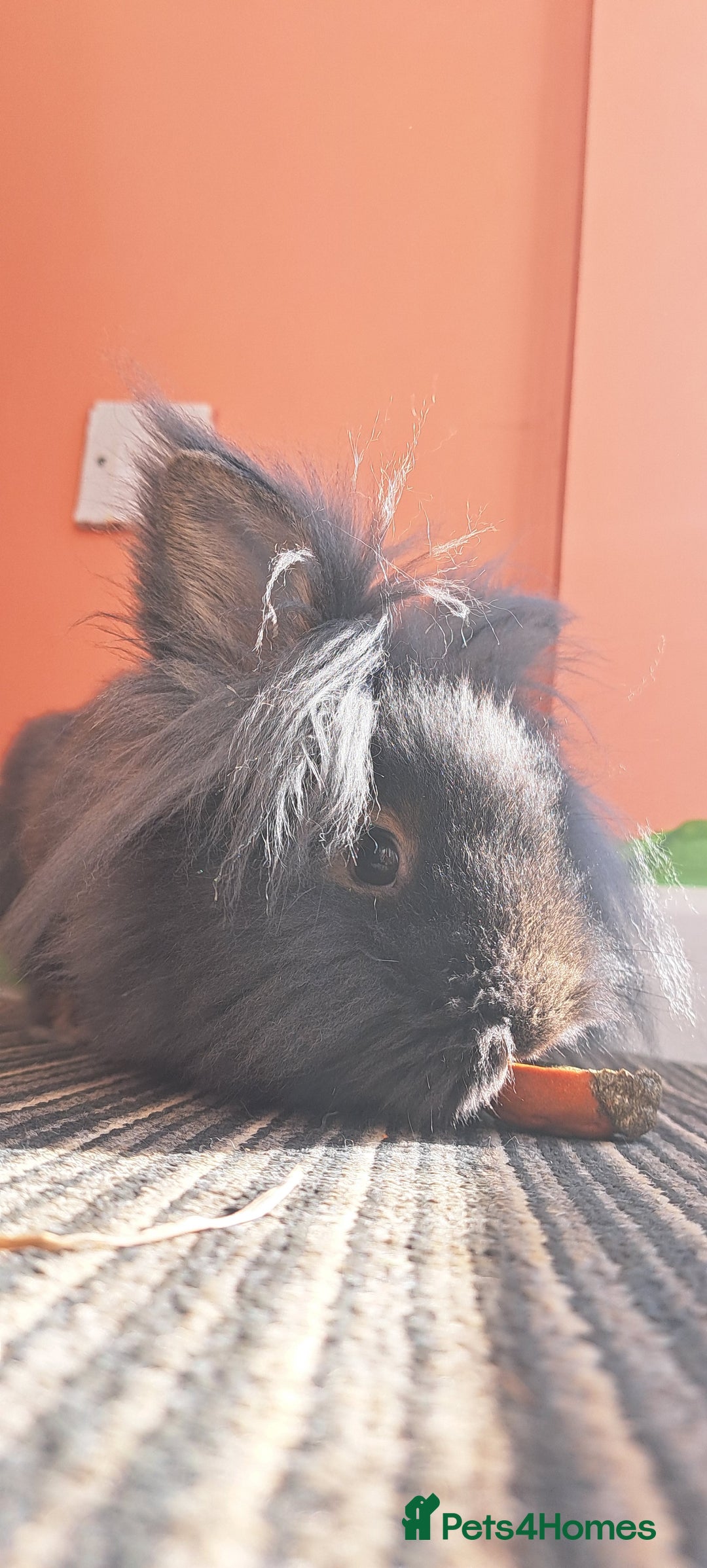 Lionhead rabbits for sale: 2 double maned bonded female lionheads - Advert 1