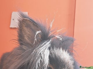 Lionhead rabbits 2 double maned bonded female lionheads - Advert 1