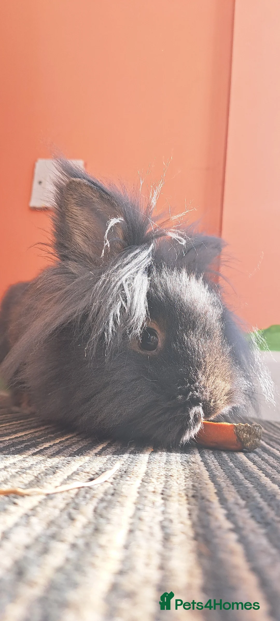 Lionhead rabbits for sale: 2 double maned bonded female lionheads - Advert 1