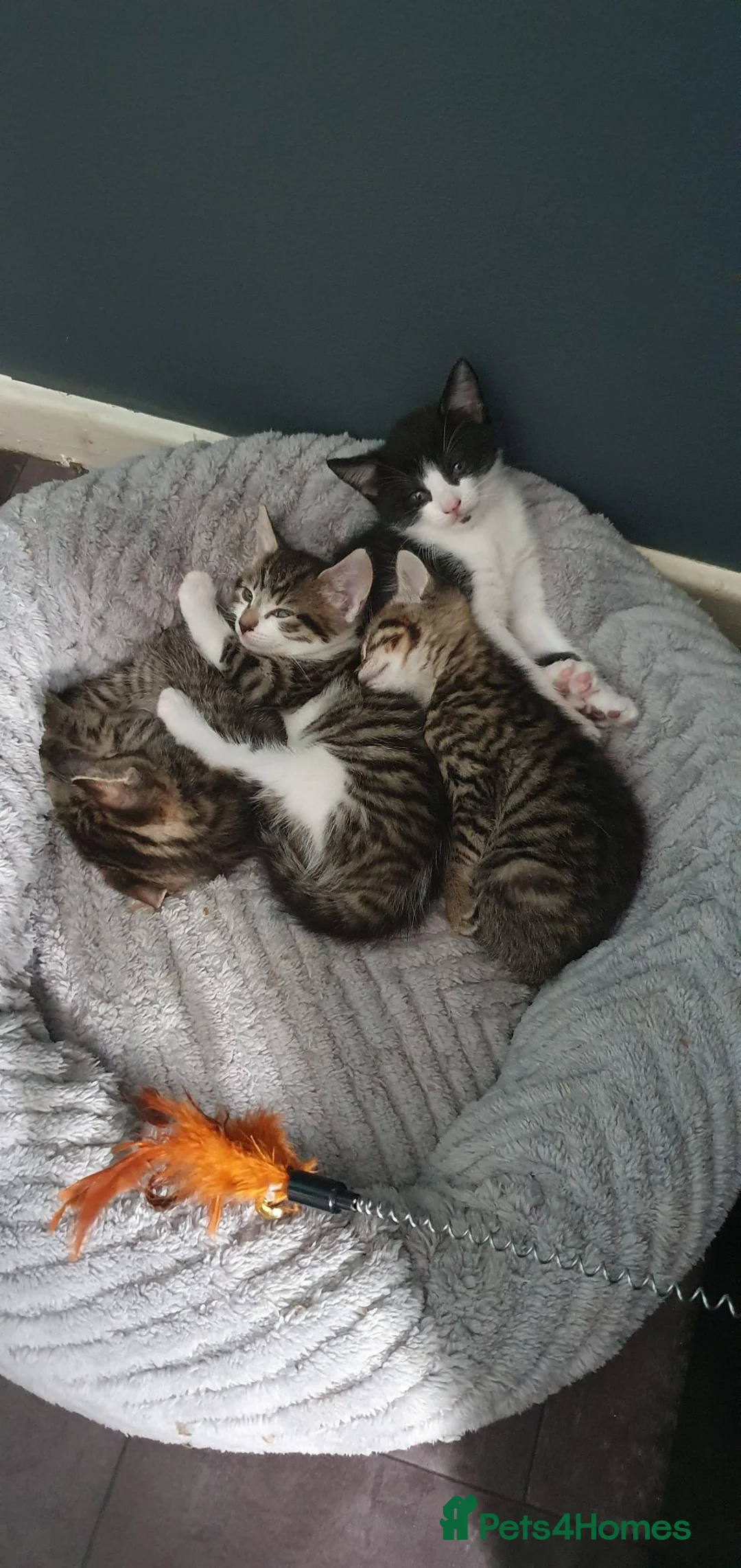 Mixed Breed cats for sale: Mix breed - Advert 1