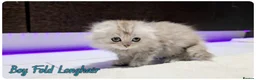 Scottish Fold cats for sale: Scotish Fold Kittens - Advert 10