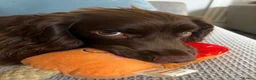 Cocker Spaniel dogs for sale: Devastated to rehome in Accrington - Advert 3