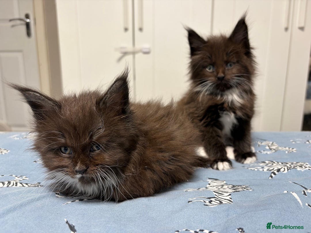 Maine Coon cats for sale: Champion Russian line full Maine coon kittens - Advert 7