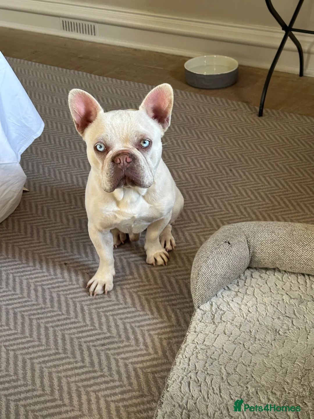 French Bulldog dogs for sale: White French bulldog in Middlesbrough - Advert 1