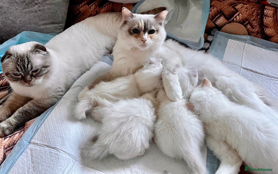 Ragdoll cats for sale: 🐾 Adorable Ragdoll Cross Kittens 🐾 - Advert 10