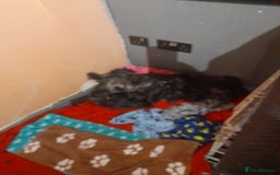 Mixed Breed dogs for sale: Snorkie pups - Image 20