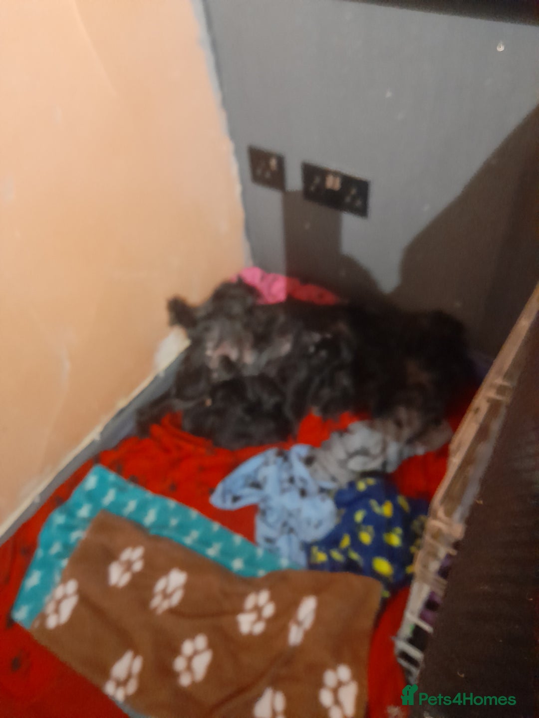 Mixed Breed dogs for sale: Snorkie pups - Image 20