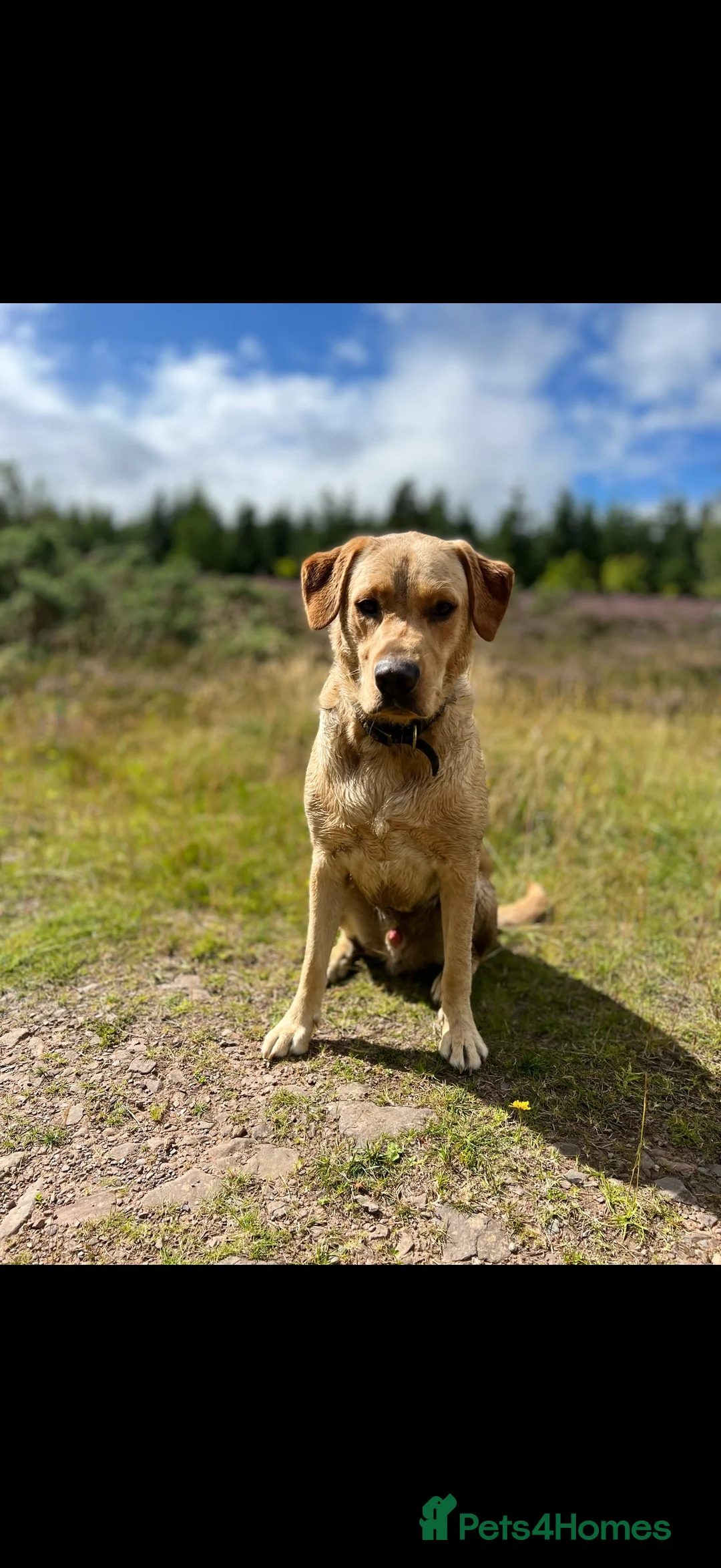 Labrador Retriever dogs for sale: 4 year old lab looking for loving home  in Duns - Advert 1