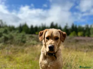 Labrador Retriever dogs 4 year old lab looking for loving home in Duns - Advert 4