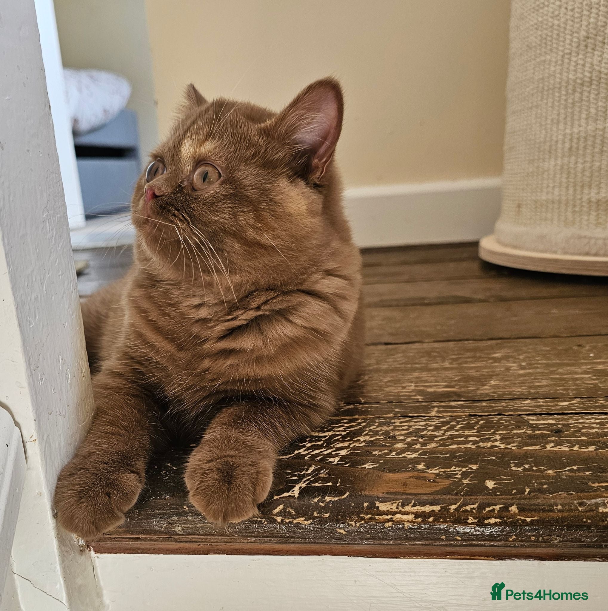 British Shorthair cats GCCF Cinnamon Tortoiseshell champion line readynow - Advert 15