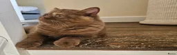 British Shorthair cats for sale: GCCF Cinnamon Tortoiseshell champion line readynow - Advert 4