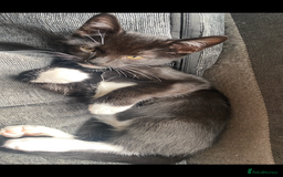 Mixed Breed cats for sale: 3 beautiful kittens available now! - Image 6
