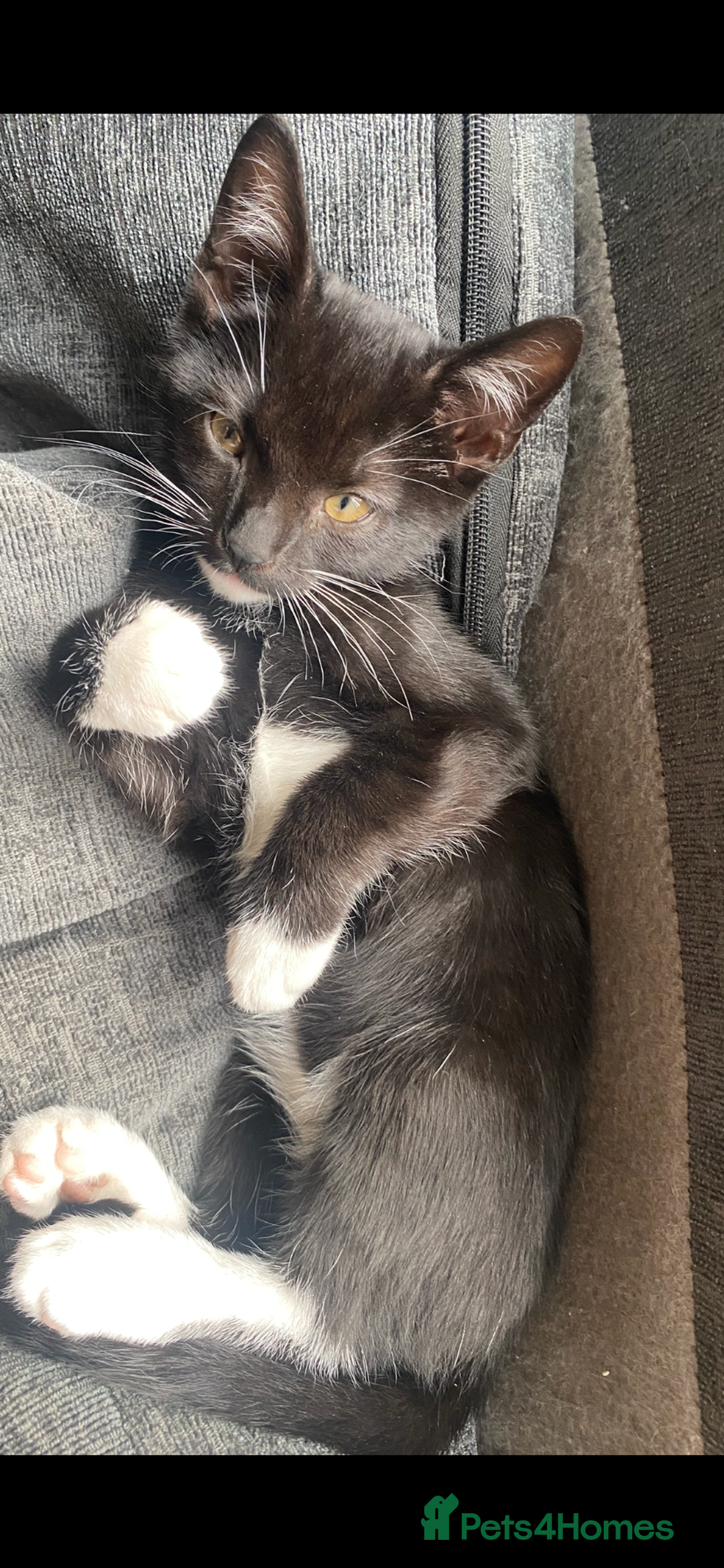 Mixed Breed cats for sale: 3 beautiful kittens available now! - Image 6
