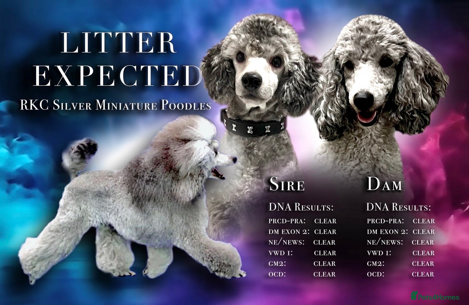 Miniature Poodle dogs 🌟RARE RKC Silver Mini Poodle Puppies EXPECTED🌟 - Advert 1