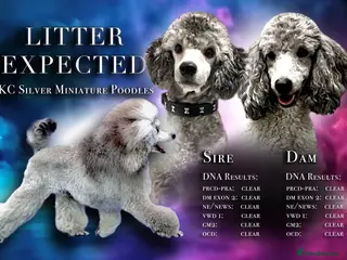 Miniature Poodle dogs 🌟RARE RKC Silver Mini Poodle Puppies EXPECTED🌟 - Advert 1