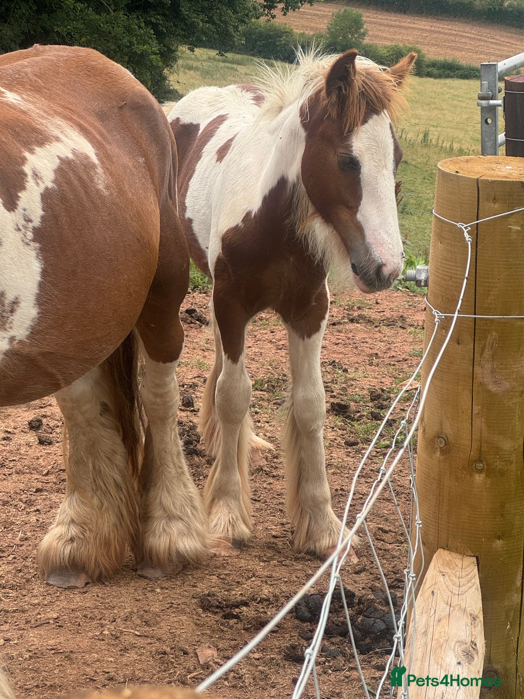 Irish Cob horses for sale: Chunky Chesney - Skewbald Colt  - Image 6