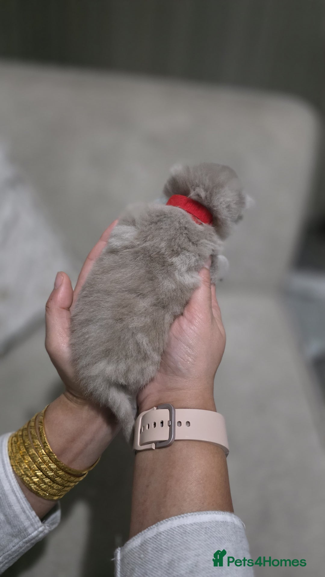 British Shorthair cats for sale: ** LAST ONE LEFT BLUE MALE British Shorthair ** - Advert 27