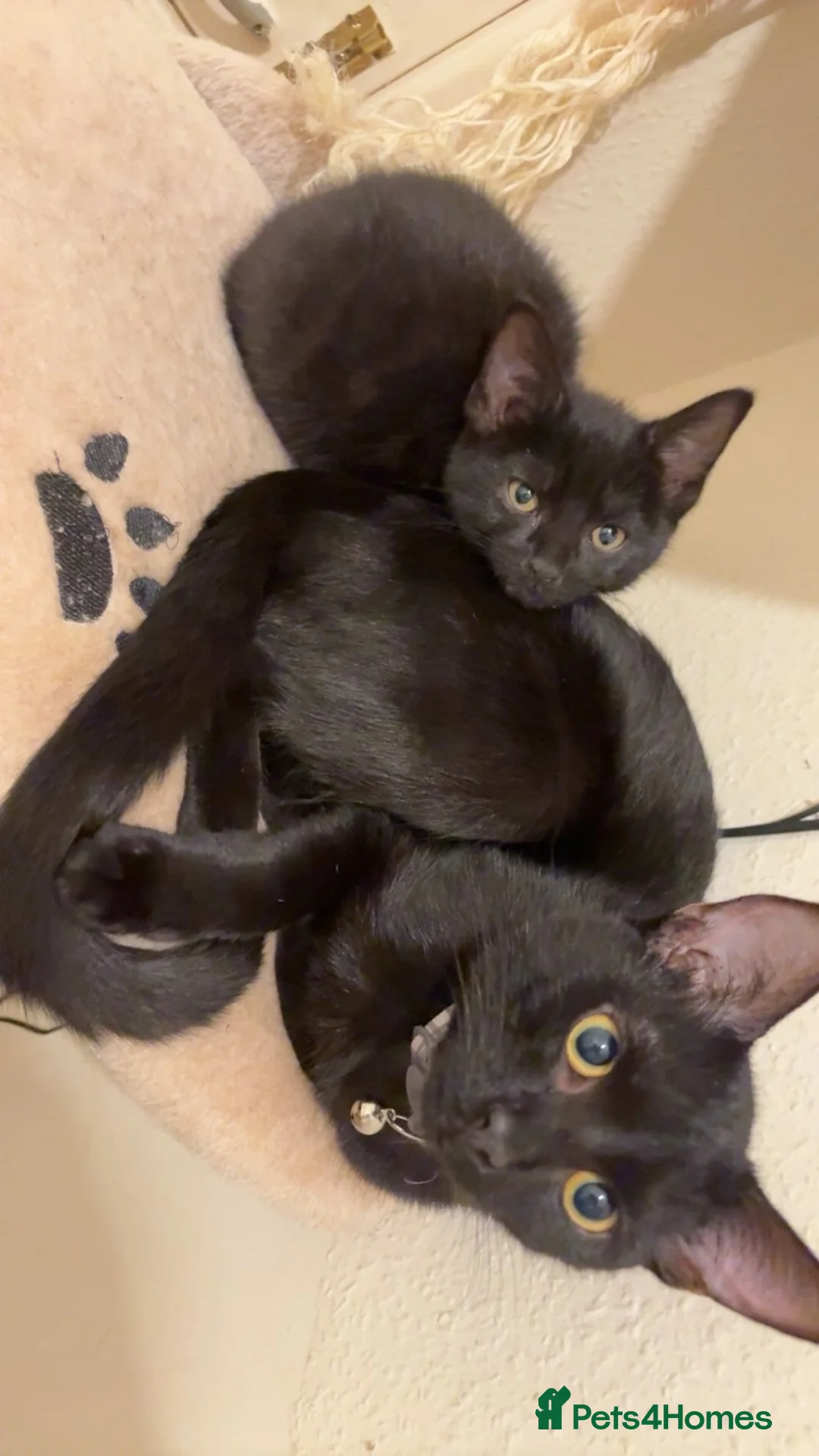 Mixed Breed cats for sale: Desperate need of home  - Advert 4