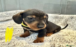 Dachshund dogs for sale: wirehaired dachshunds (teckels) - Image 24