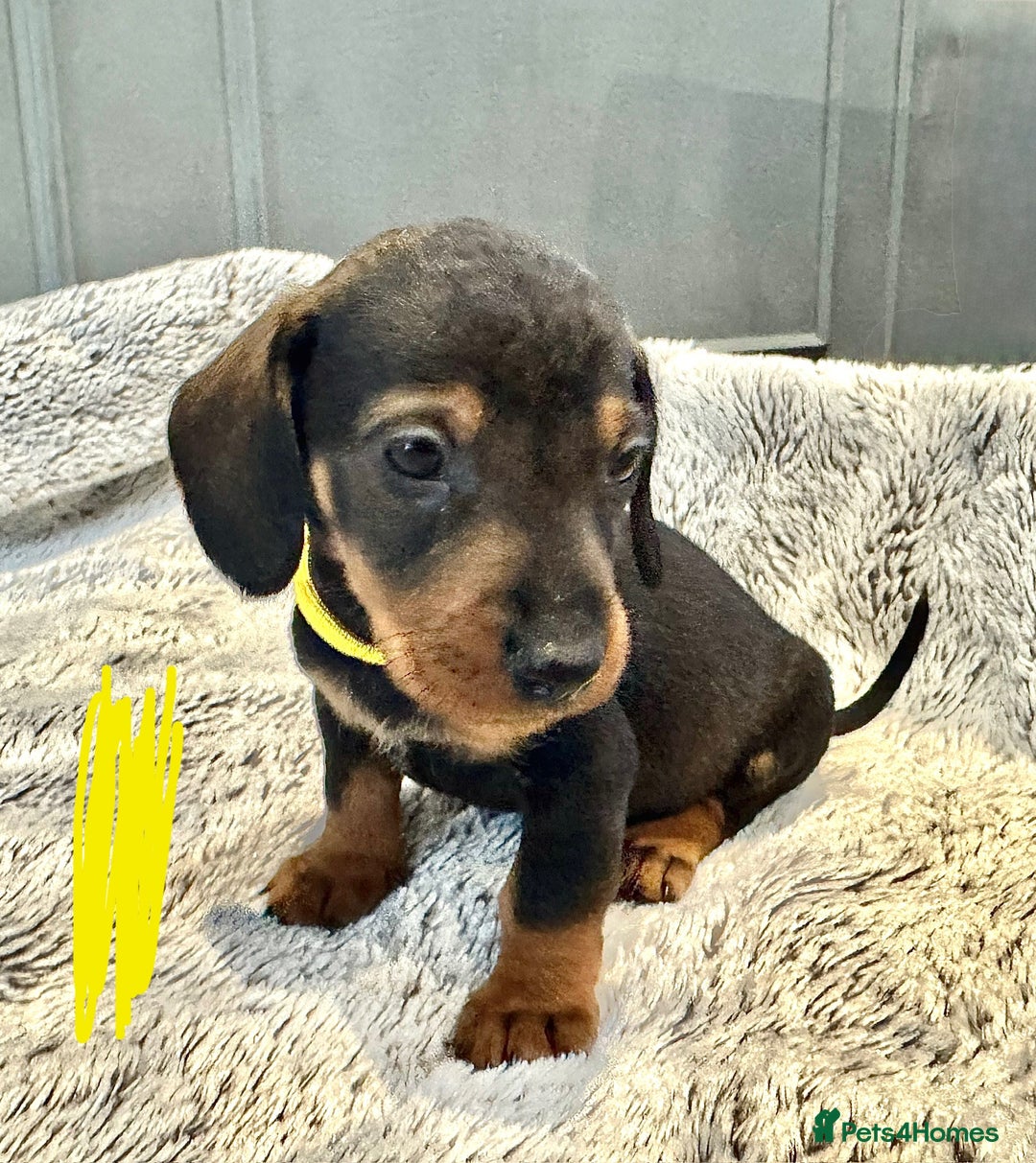 Dachshund dogs for sale: wirehaired dachshunds (teckels) - Image 24