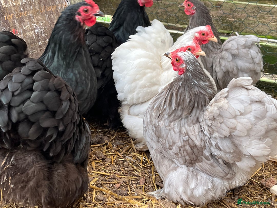 Chickens poultry for sale: Pekin Bantam Chicks, Growers, Hens, Hatching Eggs - Image 2