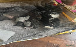 Ragdoll cats for sale: 6 CROSS RAGDOLL KITTENS WAITING FOR A LOVING HOME - Image 29
