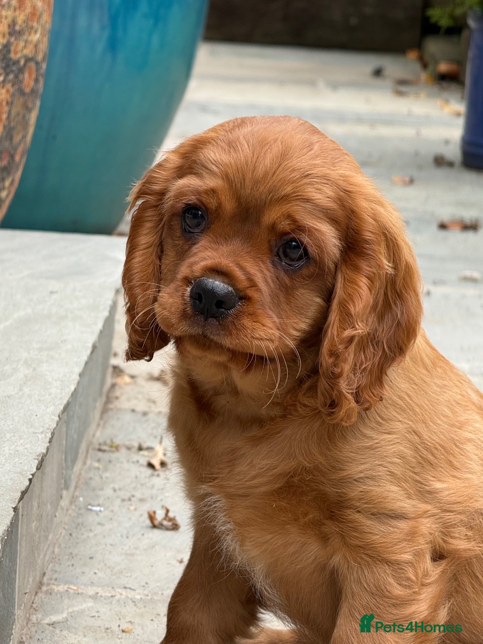 Cavalier King Charles Spaniel dogs Extensively Health Tested Cavilier King Charles  - Advert 2