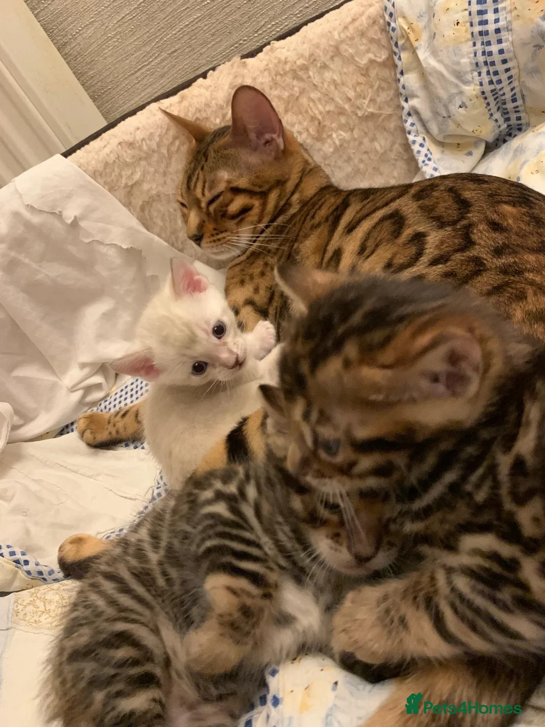 Bengal cats for sale: High Quality Bengal Kittens  in Chigwell - Advert 15