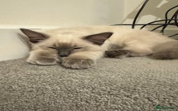 Ragdoll cats for sale: Male ragdoll for sale  - Image 7