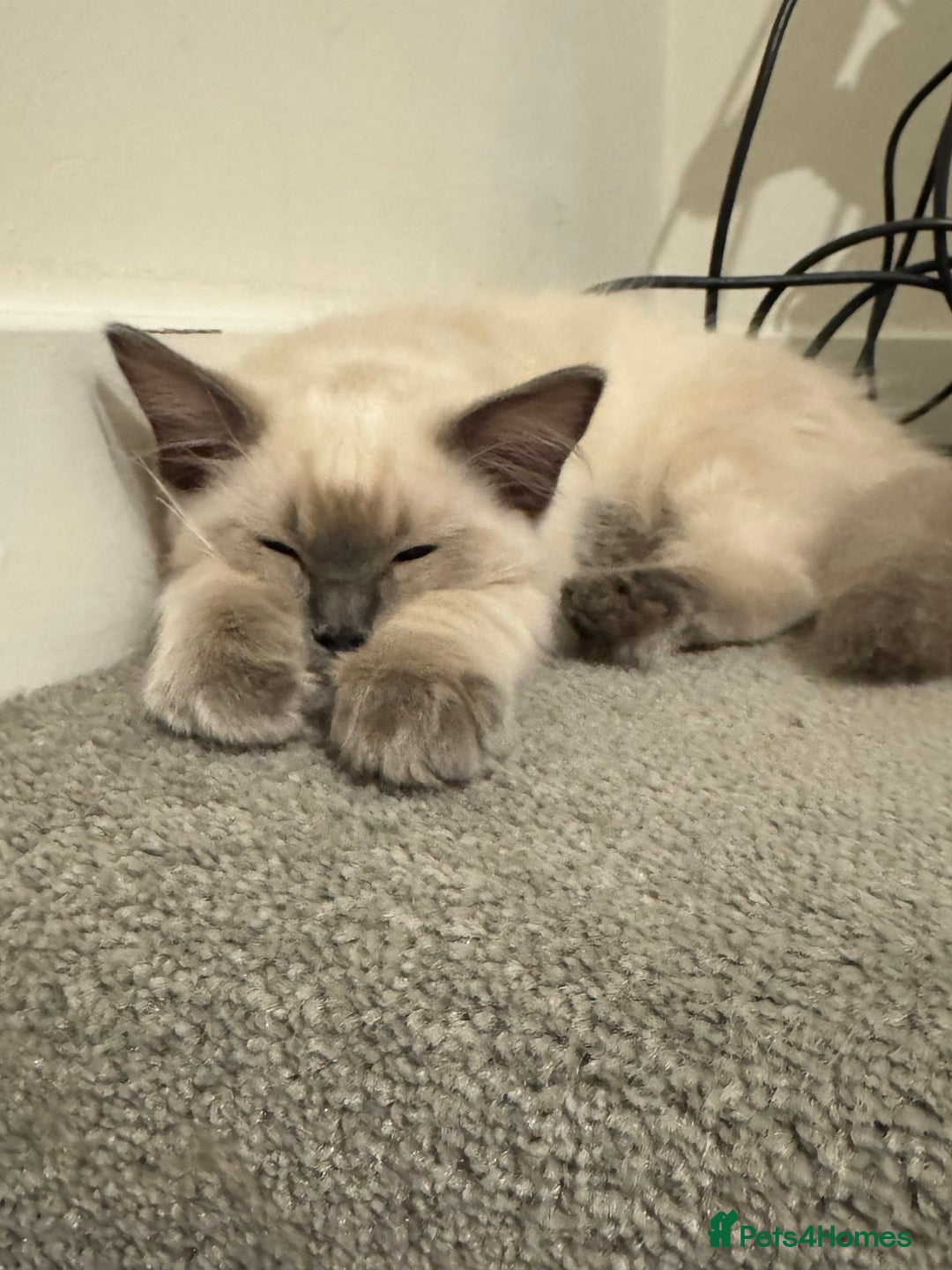 Ragdoll cats for sale: Male ragdoll for sale  - Image 7