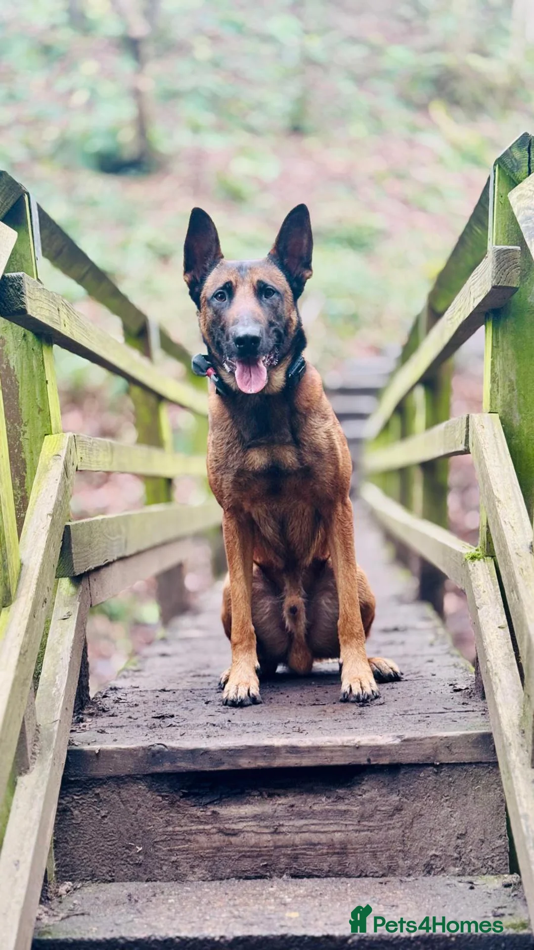 Mixed Breed dogs for sale: Belgian x Dutch Shepherd – Goofy in Newcastle upon Tyne - Advert 2