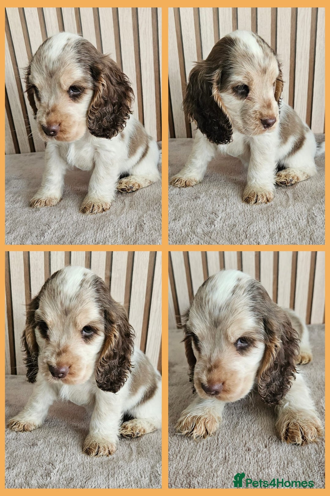 Cocker Spaniel dogs for sale: BEAUTIFUL SHOW COCKER SPANIEL PUPPIES - Advert 8