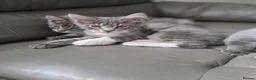 Maine Coon cats for sale: GCCF Registered Blue Maine Coon Kittens - Advert 8