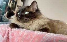 Ragdoll cats for sale: Pedigree Cherubim Ragdoll Kittens💫 - Image 17